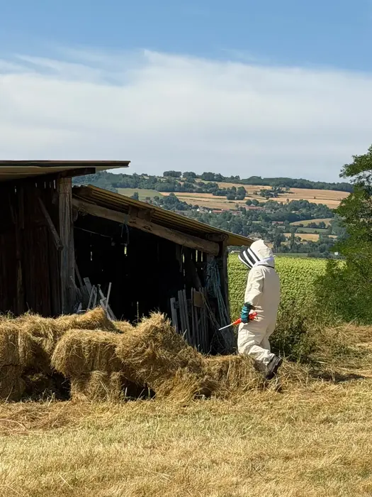 Intervention sur un nid installé sous la charpente d'un hangar agricole